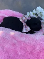 processed/57115b80-80eb-4c1c-b508-1c22bed9ff72/listing/4599abe9-5810-4ffd-a450-66ce109f8d2c/98a7dd1c-4ff1-4270-aa3c-bbccbe8fc1b3