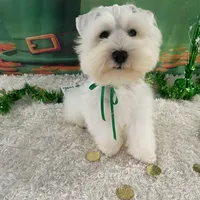 Biscuit, a male Miniature Schnauzer for sale in Chandler, OK – Photo 2 of 3