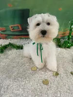 Biscuit, a male Miniature Schnauzer for sale in Chandler, OK – Photo 2 of 3