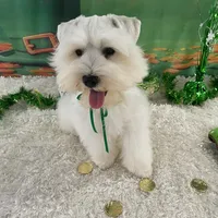 Biscuit, a male Miniature Schnauzer for sale in Chandler, OK – Photo 3 of 3