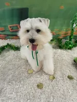 Biscuit, a male Miniature Schnauzer for sale in Chandler, OK – Photo 3 of 3