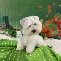 Biscuit, a male Miniature Schnauzer for sale in Chandler, OK – Photo 1 of 3