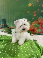 Biscuit, a male Miniature Schnauzer for sale in Chandler, OK – Photo 1 of 3