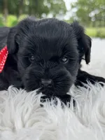 Titus, a male Miniature Schnauzer for sale in Chandler, OK – 1 of 4