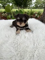 Simba, a male Miniature Schnauzer for sale in Chandler, OK – 4 of 4