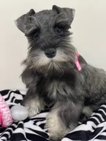 Willow, a female Miniature Schnauzer for sale in Chandler, OK – 3 of 3