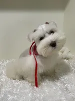 Moose, a male Miniature Schnauzer for sale in Chandler, OK – 3 of 3