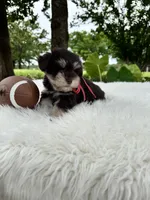 Sammy, a male Miniature Schnauzer for sale in Chandler, OK – 4 of 4