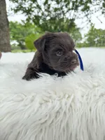 Timmy, a male Miniature Schnauzer for sale in Chandler, OK – 3 of 3