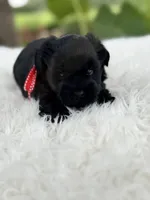 Titus, a male Miniature Schnauzer for sale in Chandler, OK – 3 of 4