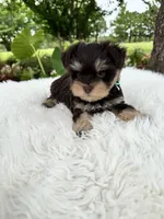 Simba, a male Miniature Schnauzer for sale in Chandler, OK – 2 of 4