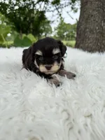 Marshall, a male Miniature Schnauzer for sale in Chandler, OK – 3 of 4