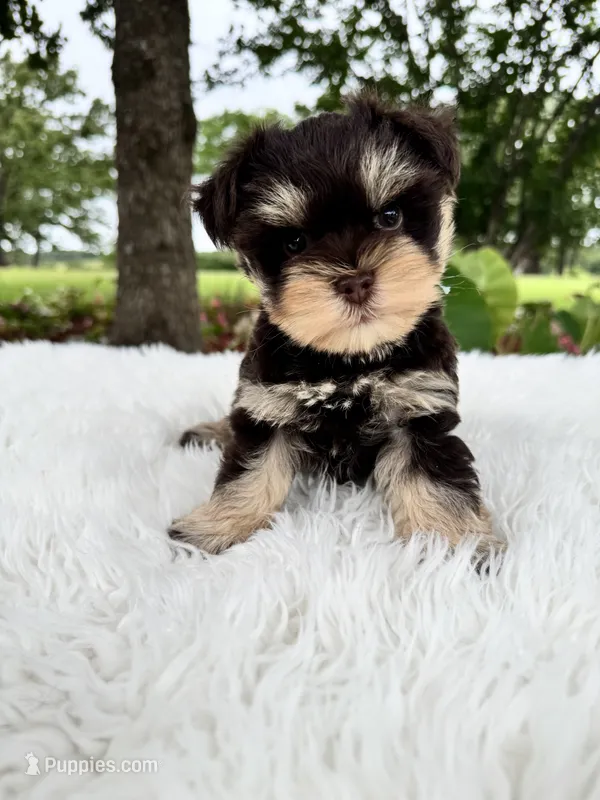Simba – Miniature Schnauzer puppy for sale in Chandler, OK