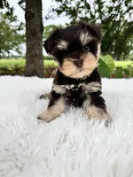 Simba, a male Miniature Schnauzer for sale in Chandler, OK – 1 of 4