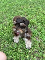 Maverick , a male Miniature Schnauzer for sale in Chandler, OK – 3 of 4