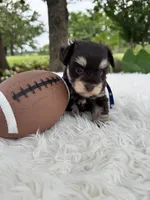 Chase, a male Miniature Schnauzer for sale in Chandler, OK – 4 of 4