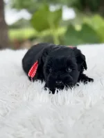 Titus, a male Miniature Schnauzer for sale in Chandler, OK – 4 of 4