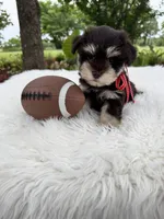 Sammy, a male Miniature Schnauzer for sale in Chandler, OK – 2 of 4
