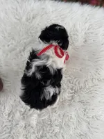 Andy, a male Miniature Schnauzer for sale in Chandler, OK – 2 of 4