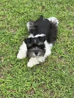 Oreo, a male Miniature Schnauzer for sale in Chandler, OK – 1 of 4