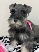 Willow, a female Miniature Schnauzer for sale in Chandler, OK – 2 of 3