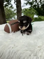 Marshall, a male Miniature Schnauzer for sale in Chandler, OK – 4 of 4