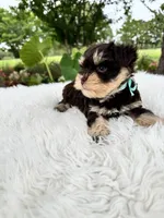 Simba, a male Miniature Schnauzer for sale in Chandler, OK – 3 of 4