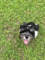 Oreo, a male Miniature Schnauzer for sale in Chandler, OK – 3 of 4