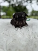 Tiger, a male Miniature Schnauzer for sale in Chandler, OK – 3 of 4