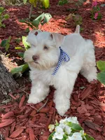 Bentley, a male Miniature Schnauzer for sale in Chandler, OK – 3 of 4