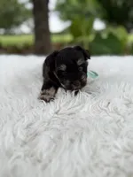 Tiger, a male Miniature Schnauzer for sale in Chandler, OK – 4 of 4