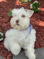 Bentley, a male Miniature Schnauzer for sale in Chandler, OK – 4 of 4