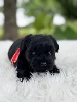 Titus, a male Miniature Schnauzer for sale in Chandler, OK – 2 of 4