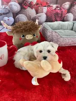 Benny, a male Miniature Schnauzer for sale in Chandler, OK – Photo 3 of 3