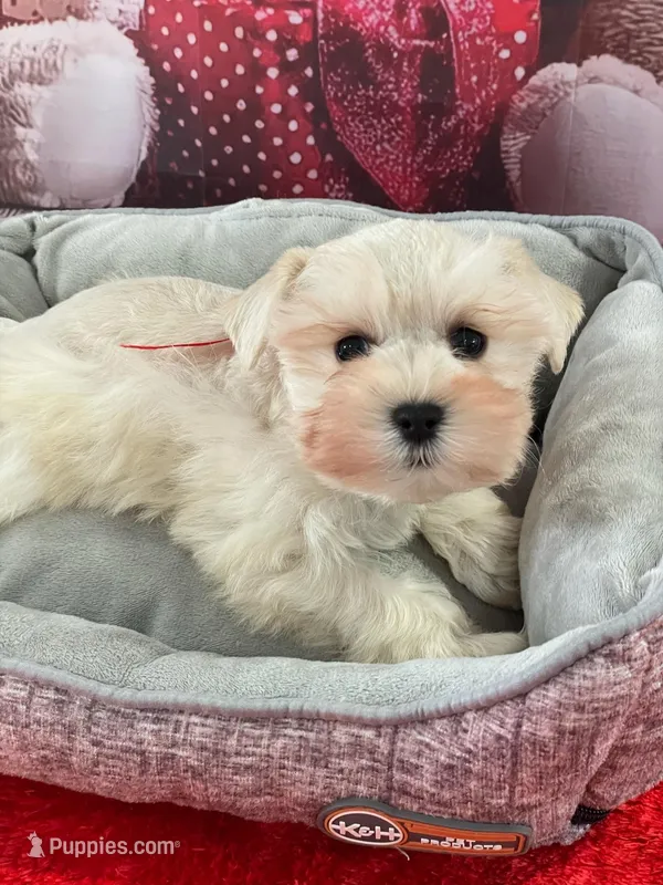Benny, a male Miniature Schnauzer for sale in Chandler, OK – Photo 1 of 3