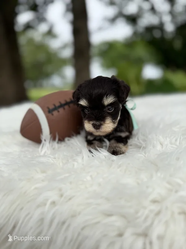 Marshall – Miniature Schnauzer puppy for sale in Chandler, OK