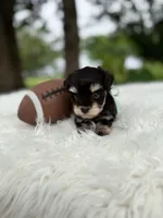 Marshall, a male Miniature Schnauzer for sale in Chandler, OK – 1 of 4