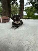 Marshall, a male Miniature Schnauzer for sale in Chandler, OK – 2 of 4
