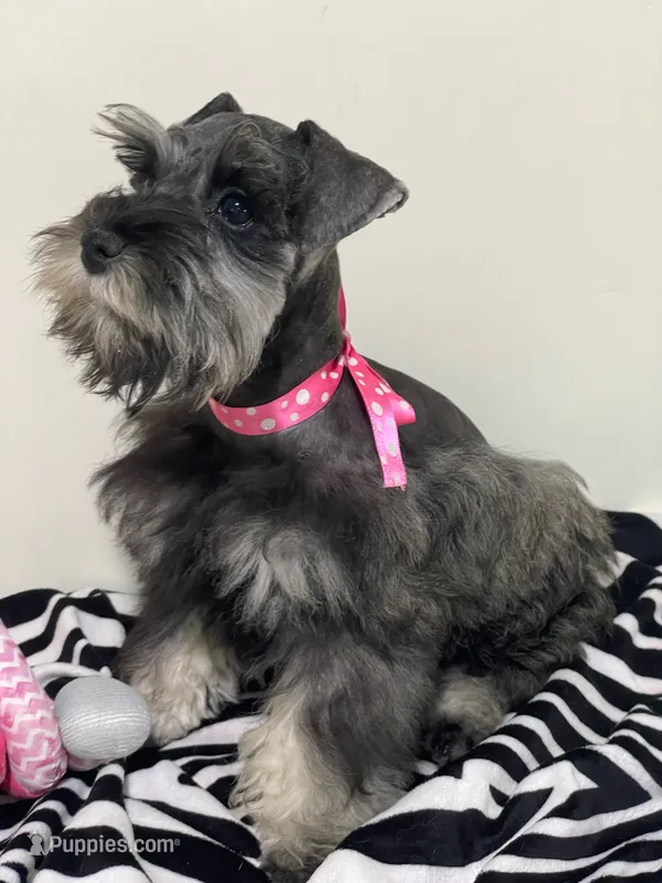 Willow – Miniature Schnauzer puppy for sale in Chandler, OK