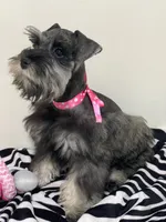 Willow, a female Miniature Schnauzer for sale in Chandler, OK – 1 of 3