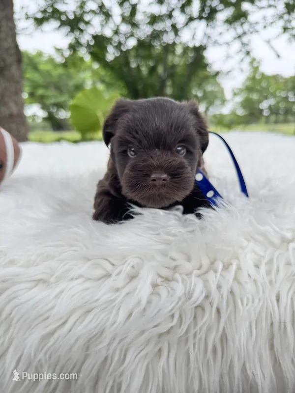 Timmy – Miniature Schnauzer puppy for sale in Chandler, OK
