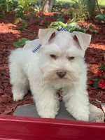 Bentley, a male Miniature Schnauzer for sale in Chandler, OK – 1 of 4