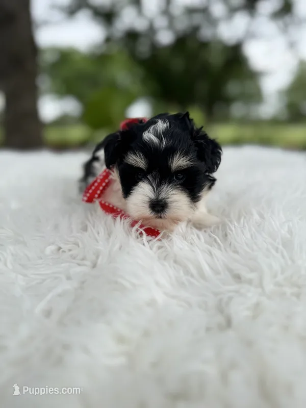 Andy – Miniature Schnauzer puppy for sale in Chandler, OK