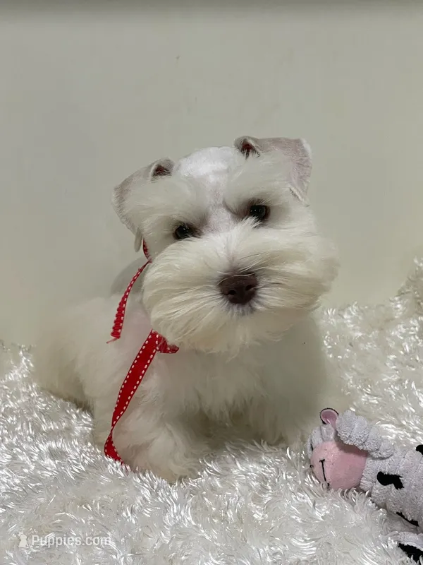 Moose – Miniature Schnauzer puppy for sale in Chandler, OK