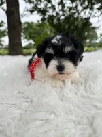 Andy, a male Miniature Schnauzer for sale in Chandler, OK – 3 of 4