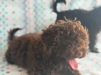 Brownie, a female Poodle - Toy  for sale in Frostproof, FL – Photo 5 of 7