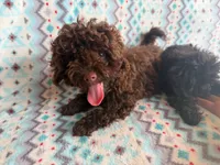 Brownie, a female Poodle - Toy  for sale in Frostproof, FL – Photo 1 of 7
