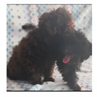 Brownie, a female Poodle - Toy  for sale in Frostproof, FL – Photo 3 of 7