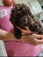 Brownie, a female Poodle - Toy  for sale in Frostproof, FL – Photo 4 of 7
