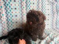 Brownie, a female Poodle - Toy  for sale in Frostproof, FL – Photo 6 of 7